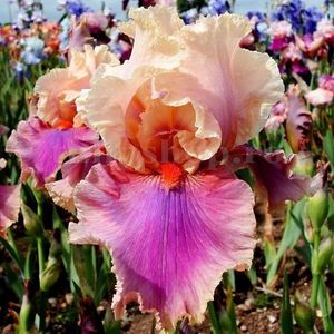 Bulbi Iris Colette Thurillet (Stanjenel); Marime bulb I . Inaltime 70-80cm. Inflorire mai-iulie. STOC EPUIZAT!
