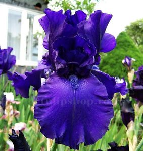 Bulbi Iris Dusky Challenger (Stanjenel); Marime bulb I . Inaltime 70-80cm. Inflorire mai-iulie. STOC EPUIZAT!
