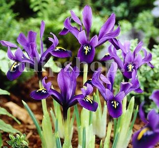 Bulbi Iris George (Stanjenel); Marime bulb 5/+ . Inaltime 15-20cm. Inflorire martie-aprilie. STOC EPUIZAT!
