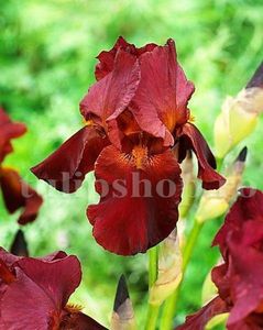 Bulbi Iris Red Zinger (Stanjenel); Marime bulb I . Inaltime 70-80cm. Inflorire mai-iulie. STOC EPUIZAT!
