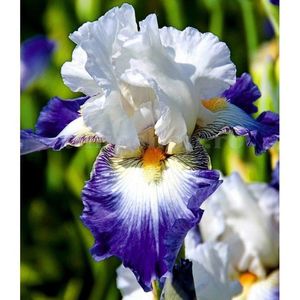 Bulbi Iris Ruban Bleu (Stanjenel); Marime bulb I . Inaltime 70-80cm. Inflorire mai-iulie. STOC EPUIZAT!
