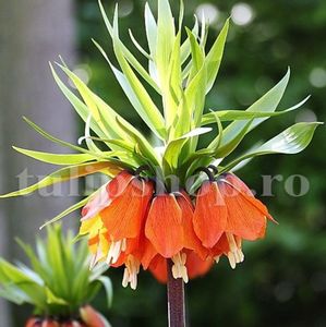 Bulbi Lalea Imperiala Aurora (Fritillaria); Marime bulb 20/24 . Inaltime 60-80cm. Inflorire apr.-mai. STOC EPUIZAT!
