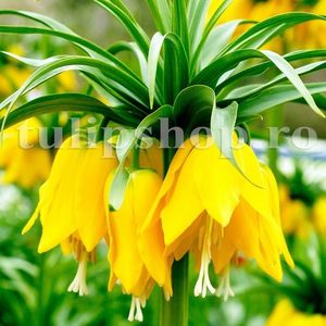 Bulbi Lalea Imperiala Lutea (Fritillaria); Marime bulb 20/24 . Inaltime 60-80cm. Inflorire apr.-mai. STOC EPUIZAT!
