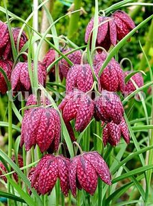 Bulbi Lalea Imperiala Meleagris (Fritillaria); Marime bulb 5/+ . Inaltime 50-70cm. Inflorire apr.-iunie. STOC EPUIZAT!
