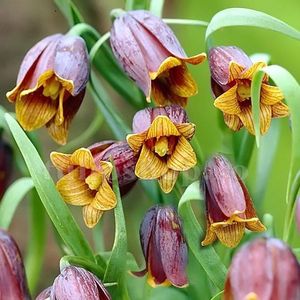 Bulbi Lalea Imperiala Uva Vulpis (Fritillaria); Marime bulb 20/24 . Inaltime 60-80cm. Inflorire apr.-mai. STOC EPUIZAT!
