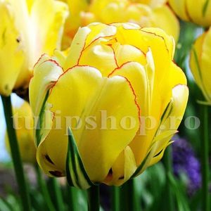 Bulbi Lalele Akebono (Tulip); Marime bulb 11/12 . Inaltime 40-50cm. Inflorire apr.-mai. STOC EPUIZAT!
