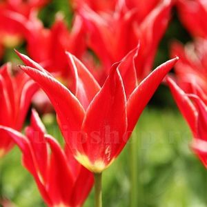 Bulbi Lalele Aladin (Tulip); Marime bulb 11/12 . Inaltime 40-50cm. Inflorire apr.-mai. STOC EPUIZAT!
