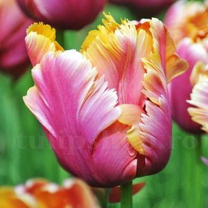 Bulbi Lalele Amazing Parrot (Tulip); Marime bulb 11/12 . Inaltime 40-50cm. Inflorire apr.-mai. STOC EPUIZAT!
