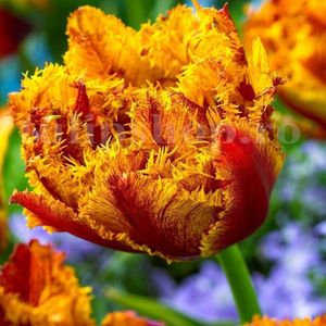 Bulbi Lalele Bastia (Tulip); Marime bulb 11/12 . Inaltime 40-50cm. Inflorire apr.-mai. STOC EPUIZAT!
