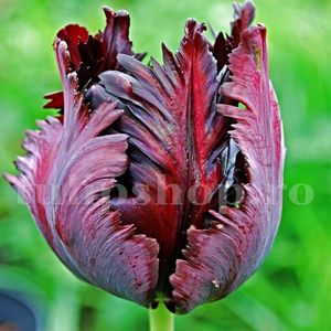 Bulbi Lalele Black Parrot (Tulip); Marime bulb 11/12 . Inaltime 40-50cm. Inflorire apr.-mai. STOC EPUIZAT!
