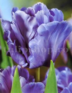 Bulbi Lalele Blue Parrot (Tulip); Marime bulb 11/12 . Inaltime 40-50cm. Inflorire apr.-mai. STOC EPUIZAT!
