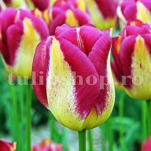 Bulbi Lalele Boston (Tulip); Marime bulb 11/12 . Inaltime 40-50cm. Inflorire apr.-mai. STOC EPUIZAT!
