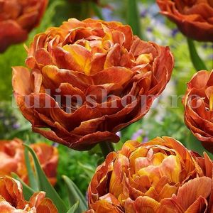 Bulbi Lalele Brownie (Tulip); Marime bulb 11/12 . Inaltime 40-50cm. Inflorire apr.-mai. STOC EPUIZAT!
