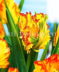 Bulbi Lalele Caribbean Parrot (Tulip); Marime bulb 11/12 . Inaltime 40-50cm. Inflorire apr.-mai. STOC EPUIZAT!

