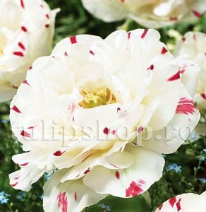 Bulbi Lalele Dance Line (Tulip); Marime bulb 11/12 . Inaltime 40-50cm. Inflorire apr.-mai. STOC EPUIZAT!
