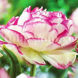 Bulbi Lalele Double Touch (Tulip); Marime bulb 11/12 . Inaltime 40-50cm. Inflorire apr.-mai. STOC EPUIZAT!
