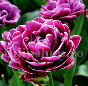 Bulbi Lalele Dream Touch (Tulip); Marime bulb 11/12 . Inaltime 40-50cm. Inflorire apr.-mai. STOC EPUIZAT!
