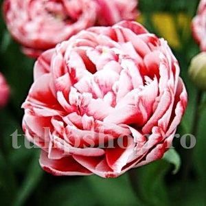 Bulbi Lalele Drumline (Tulip); Marime bulb 11/12 . Inaltime 40-50cm. Inflorire apr.-mai. STOC EPUIZAT!
