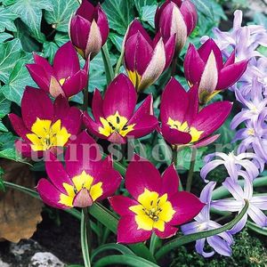 Bulbi Lalele Eastern Star (Tulip); Marime bulb 7/8 . Inaltime 20-25cm. Inflorire apr.-mai. STOC EPUIZAT!
