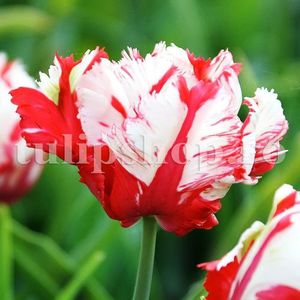 Bulbi Lalele Estelle Rijnveld (Tulip); Marime bulb 11/12 . Inaltime 40-50cm. Inflorire apr.-mai. STOC EPUIZAT!
