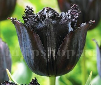 Bulbi Lalele Fringed Black (Tulip); Marime bulb 11/12 . Inaltime 40-50cm. Inflorire apr.-mai. STOC EPUIZAT!

