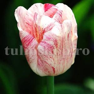 Bulbi Lalele Hemisphere (Tulip); Marime bulb 11/12 . Inaltime 40-50cm. Inflorire apr.-mai. STOC EPUIZAT!
