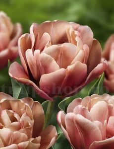Bulbi Lalele La Belle Epoque (Tulip); Marime bulb 11/12 . Inaltime 40-50cm. Inflorire apr.-mai. STOC EPUIZAT!
