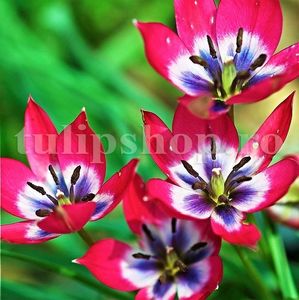 Bulbi Lalele Little Beauty (Tulip); Marime bulb 6/7 . Inaltime 15-20cm. Inflorire apr.-mai. STOC EPUIZAT!
