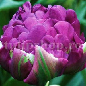 Bulbi Lalele Negrita Double (Tulip); Marime bulb 11/12 . Inaltime 40-50cm. Inflorire apr.-mai. STOC EPUIZAT!
