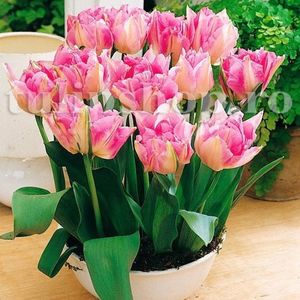 Bulbi Lalele Peach Blossom (Tulip); Marime bulb 11/12 . Inaltime 40-50cm. Inflorire apr.-mai. STOC EPUIZAT!
