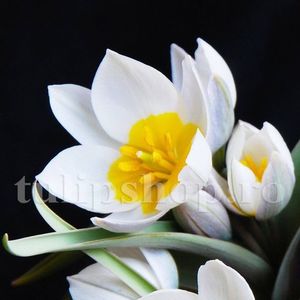 Bulbi Lalele Polychroma (Tulip); Marime bulb 6/7 . Inaltime 20-25cm. Inflorire apr.-mai. STOC EPUIZAT!
