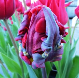 Bulbi Lalele Rococo (Tulip); Marime bulb 11/12 . Inaltime 40-50cm. Inflorire apr.-mai. STOC EPUIZAT!
