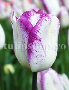 Bulbi Lalele Shirley (Tulip); Marime bulb 11/12 . Inaltime 40-50cm. Inflorire apr.-mai. STOC EPUIZAT!
