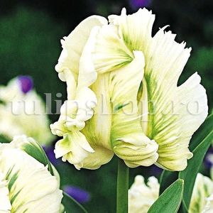 Bulbi Lalele Super Parrot (Tulip); Marime bulb 11/12 . Inaltime 40-50cm. Inflorire apr.-mai. STOC EPUIZAT!
