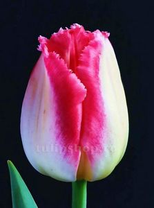 Bulbi Lalele Sweet Simone (Tulip); Marime bulb 11/12 . Inaltime 40-50cm. Inflorire apr.-mai. STOC EPUIZAT!
