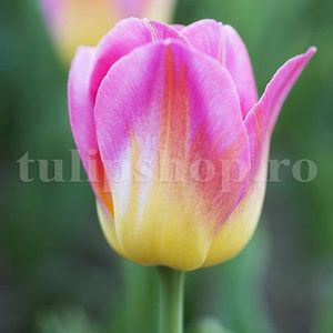 Bulbi Lalele Tom Pouce (Tulip); Marime bulb 11/12 . Inaltime 40-50cm. Inflorire apr.-mai. STOC EPUIZAT!
