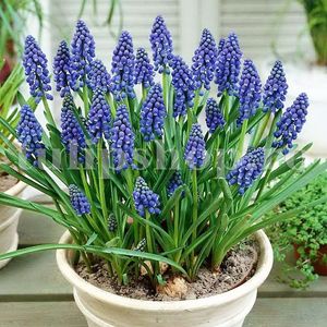 Bulbi Muscari Armeniacum; Marime bulb 6/+ . Inaltime 15-20cm. Inflorire martie-apr.. STOC EPUIZAT!
