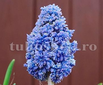 Bulbi Muscari Blue Spike; Marime bulb 7/8 . Inaltime 15-20cm. Inflorire martie-apr.. STOC EPUIZAT!
