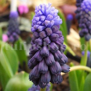 Bulbi Muscari Latifolium; Marime bulb 6/+ . Inaltime 15-20cm. Inflorire martie-apr.. STOC EPUIZAT!
