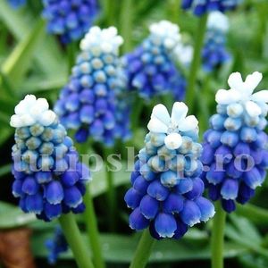 Bulbi Muscari Touch of Snow; Marime bulb 6/+ . Inaltime 15-20cm. Inflorire martie-apr.. STOC EPUIZAT!
