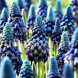 Bulbi Muscari Paradoxum; Marime bulb 7/+ . Inaltime 15-20cm. Inflorire martie-apr.. STOC EPUIZAT!
