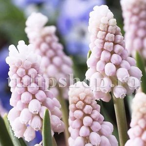 Bulbi Muscari Pink Sunrise; Marime bulb 6/+ . Inaltime 15-20cm. Inflorire martie-apr.. STOC EPUIZAT!
