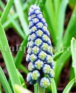 Bulbi Muscari Saffire; Marime bulb 7/8 . Inaltime 15-20cm. Inflorire martie-apr.. STOC EPUIZAT!
