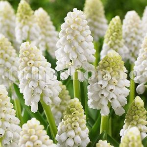 Bulbi Muscari White Magic; Marime bulb 6/+ . Inaltime 15-20cm. Inflorire martie-apr.. STOC EPUIZAT!
