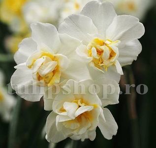 Bulbi Narcise Cheerfulness; Marime bulb 12/14 . Inaltime 30-40cm. Inflorire martie-apr.. STOC EPUIZAT!
