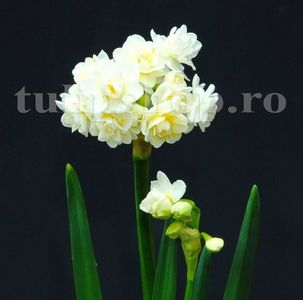 Bulbi Narcise Erlicheer; Marime bulb 12/14 . Inaltime 30-40cm. Inflorire martie-apr.. STOC EPUIZAT!
