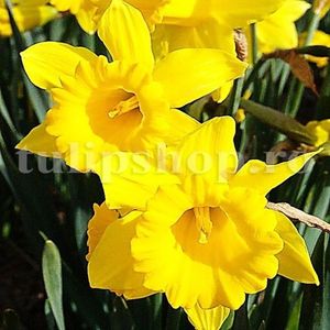 Bulbi Narcise Gigantic Star; Marime bulb 12/14 . Inaltime 30-40cm. Inflorire apr.-mai. STOC EPUIZAT!
