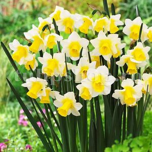 Bulbi Narcise Golden Echo; Marime bulb 10/12 . Inaltime 25-30cm. Inflorire apr.-mai. STOC EPUIZAT!
