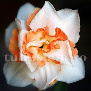 Bulbi Narcise Replete; Marime bulb 12/14 . Inaltime 30-40cm. Inflorire apr.-mai. STOC EPUIZAT!

