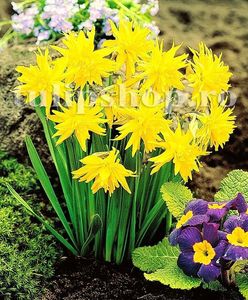 Bulbi Narcise Rip van Winkle; Marime bulb 10/12 . Inaltime 25-35cm. Inflorire apr.-mai. STOC EPUIZAT!
